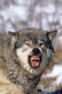 NORTH AMERICAN GREY WOLF (canis lupus occidentalis), ADULT SHOWING TEETH, THREAT POSTURE, CANADA