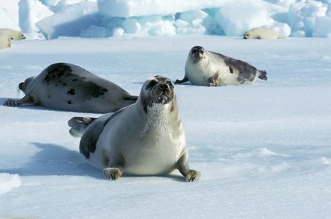 HARP SEAL (pagophilus groenlandicus), FEMALES ON ICE FIELD, MAGDALENA ISLAND IN CANADA