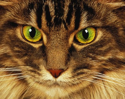 Skogkatt domestic cat, portrait of an adult, close-up of the eyes