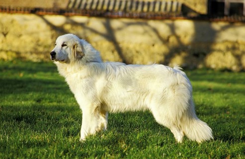 Great Pyrenean Hound or Pyrenean Mountain Dog