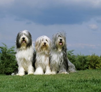 Bearded Collie, group sitting on grass