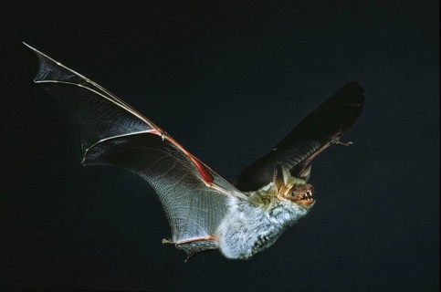 Mouse Eared Bat (myotis myotis), Adult in Flight against Black Background