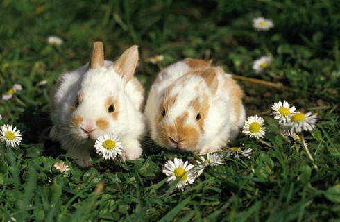 Dwarf Rabbits, Youngs with Daisies