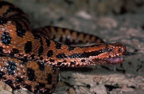Asp Viper (vipera aspis), Adult with Open Mouth