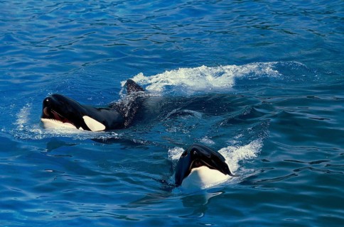 Killer Whale (orcinus orca)