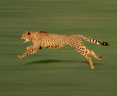 Cheetah (acinonyx jubatus), Adult running