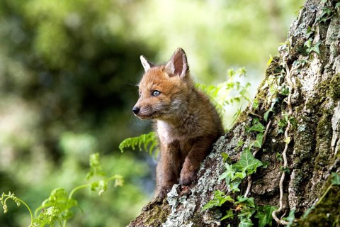 RED FOX (vulpes vulpes), PUP, NORMANDY IN FRANCE
