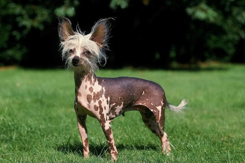 CHINESE CRESTED DOG, FEMALE, STANDING ON GRASS