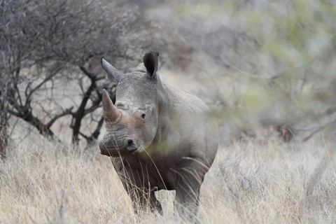 White rhino, Limpopo, South Africa, Africa
