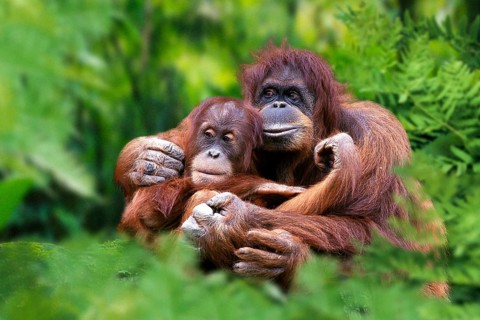 Sumatran Orang Utans, female with young (Pongo pygmaeus abelii)