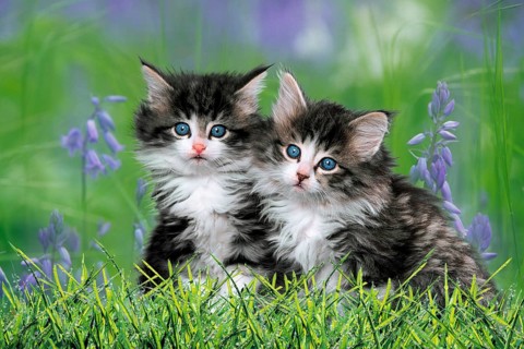 Norwegian Forest Cats, Kittens