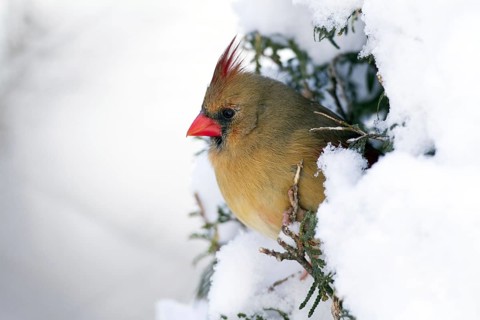 Common cardinal, female, Northern cardinal (Cardinalis cardinalis), Canada, North America