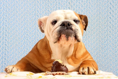 English Bulldog and Moorhead