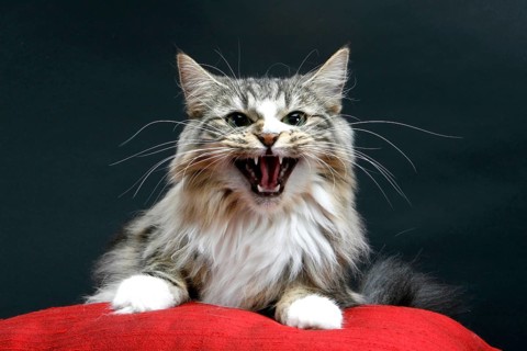 Norwegian Forest Cat