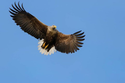 White-tailed eagle (Haliaeetus albicilla) , exempted, Norway, Europe