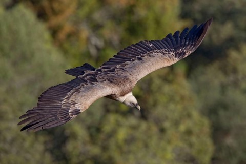 Griffon Vulture (Gyps fulvus), Extremadura, Spain, Europe