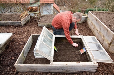 Man at sowing in cold frame, sowing, saeet