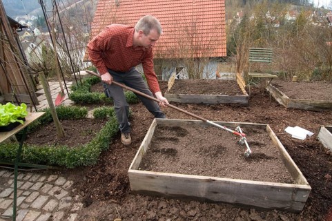 Cold frame, manure bed, earth is raked, rake