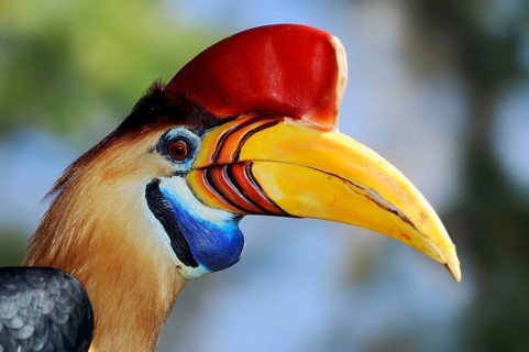 Knobbed Hornbill, male, Sulawesi Wrinkled Hornbill (Aceros cassidix), Red Knobbed Hornbill,
