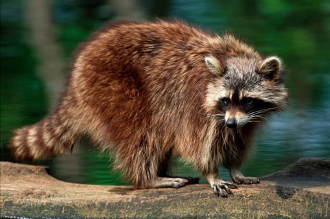 Raccoon (Procyon lotor), lateral, detachable