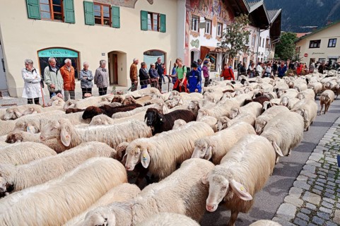 Domestic sheep at the Almabtrieb, Mittenwald, Werdenfelser Land, Bavaria, sheep, flock of sheep,