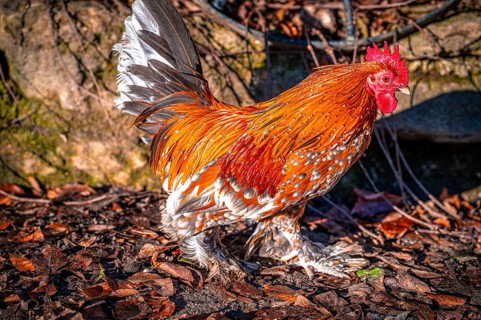 Feather-footed cock, Brahma chicken (Gallus gallus domesticus) in the sunshine in January in the