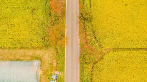 Aerial view of one lane country road between beautiful rice paddies with golden color and