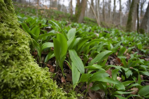 Carpets of wild garlic (Allium ursinum) in the Jagst valley near Kirchberg, Jagst, Hohenlohe,
