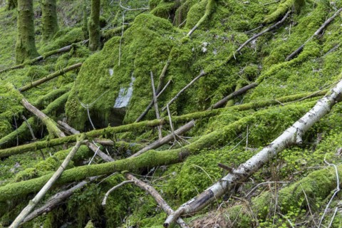 Deadwood with moss, Arna, Vestland province, Bergen, Norway, south-west coast, Scandinavia,