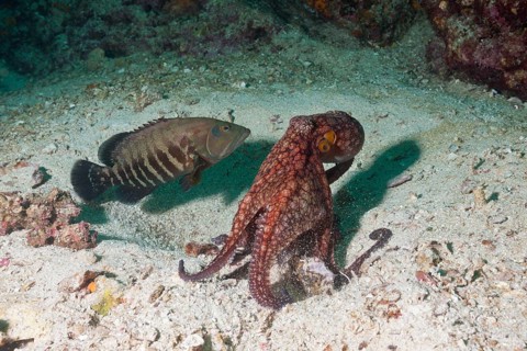 Octopus, Octopus sp., La Paz, Baja California Sur, Mexico, Central America