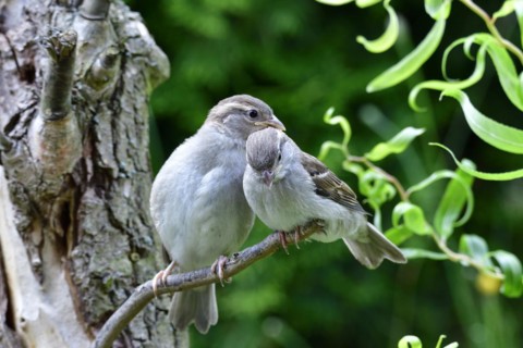 Young house sparrow on a tree branch. Young house sparrow on a tree
