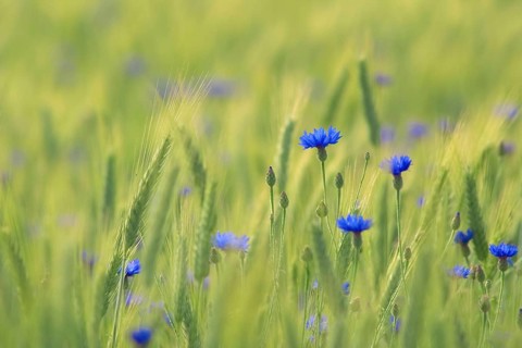 Blue cornflowers (Centaurea cyanus) in a Barley (Hordeum vulgare) corn field near Andechs, Bavaria,