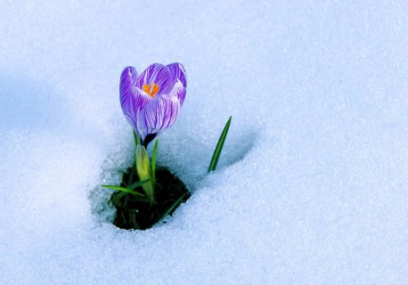 Close up of blossom of lilac Spring Crocus (Crocus vernus) in the snow, Munich, Bavaria, Germany,