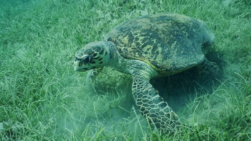 Very old-aged male Hawksbill Sea Turtle or Bissa (Eretmochelys imbricata) eats Round Leaf Sea Grass