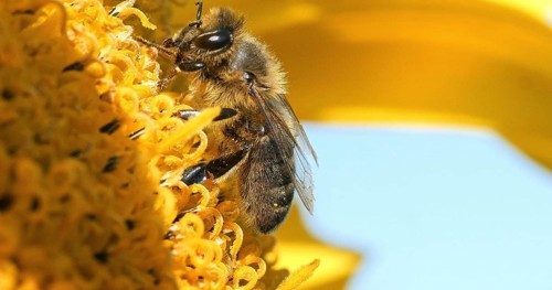 Honey Bee (apis mellifera), Adult Foraging on Sunflower, Pollinisation act, Bee Hive in Normandy,