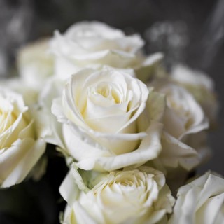 Close up white roses