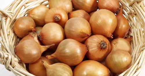 French Onion (allium cepa) called Grelot, Vegetables in Basket