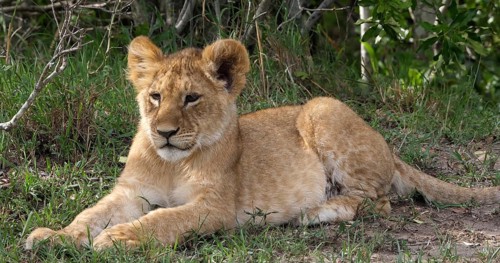 African Lion (panthera leo), cub laying down looking around, Masai Mara Park in Kenya