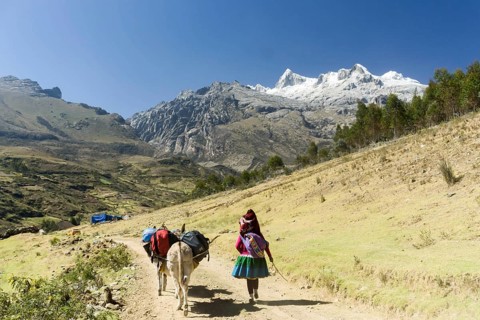 Indio donkey driver carrying climbing expedition material in Peru to a remote base camp in the