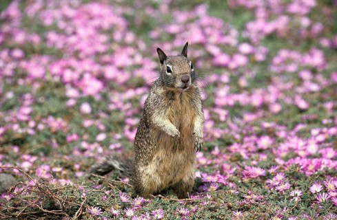 Western Gray Squirrel (sciurus griseus), Adult standing in Flowers, Standing on Hind Legs,