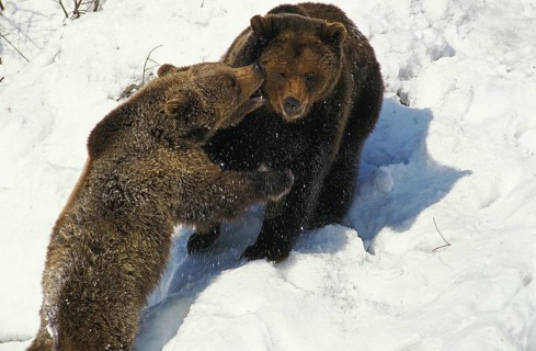 Brown Bear (ursus arctos), Mother and young playing on Snow