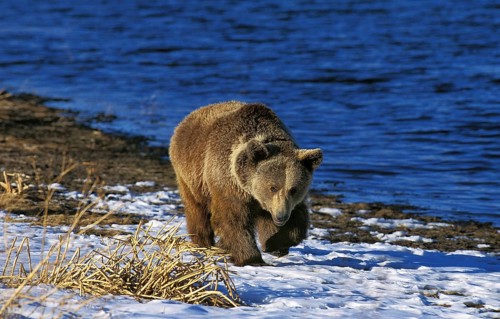 GRIZZLY BEAR (ursus arctos horribilis), ADULT WALKING ON SNOW, ALASKA