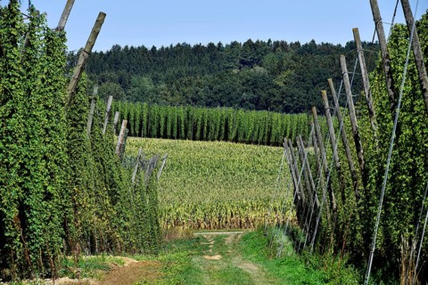 Hops ripe for harvesting, overview hop garden, panorama hop field, hill, mountain, hop vines,