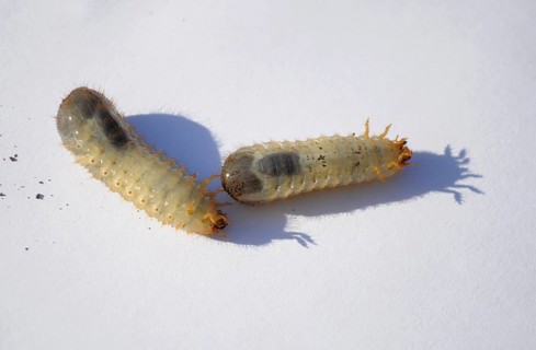 Grasshoppers on a white background