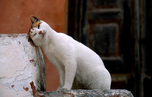 Kitten rubs head against a wall