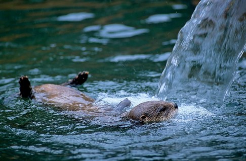 Canadian otter, north american river otter (Lontra canadensis), Babyzoo Wingst