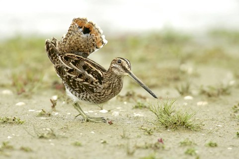 Snipe