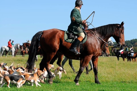 Riding, rider and beagle pack, drag hunt, beagle, pack, hunt, picorn, picorns