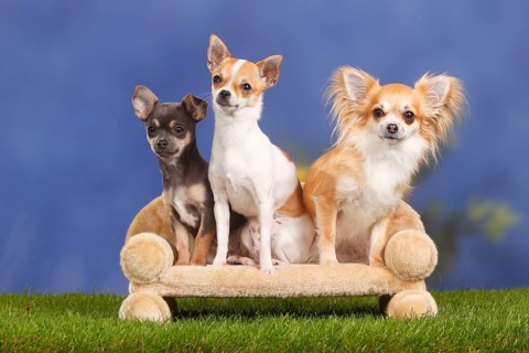 Chihuahua, longhaired and shorthaired, with puppy, 4 months, dog sofa, couch