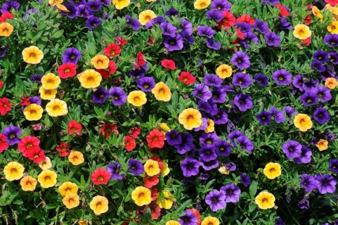 Magic Bells (Calibrachoa) Mini Famous Orange, Red Midnight Blue, Magic Bells